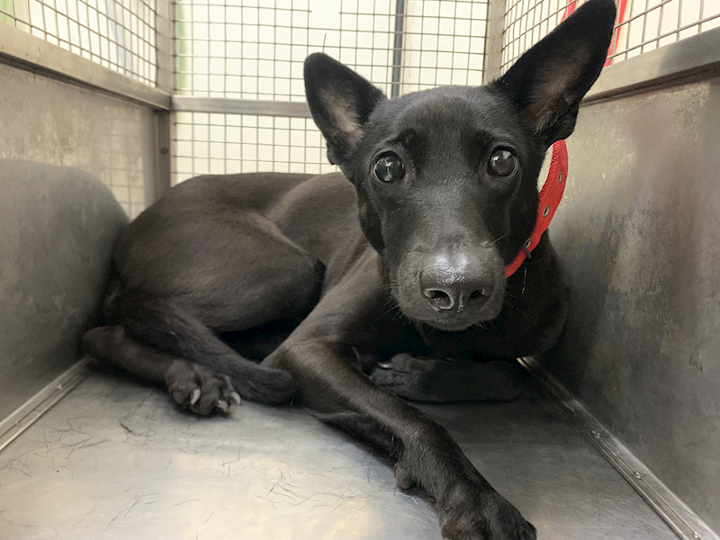 臺北市動物之家,編號:448322, 混種犬          
