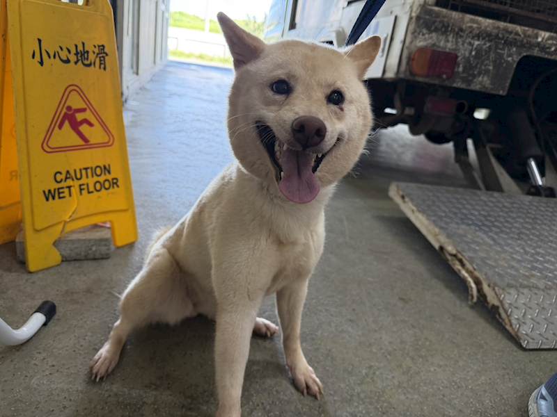 桃園市動物保護教育園區,編號:455609, 柴犬                  