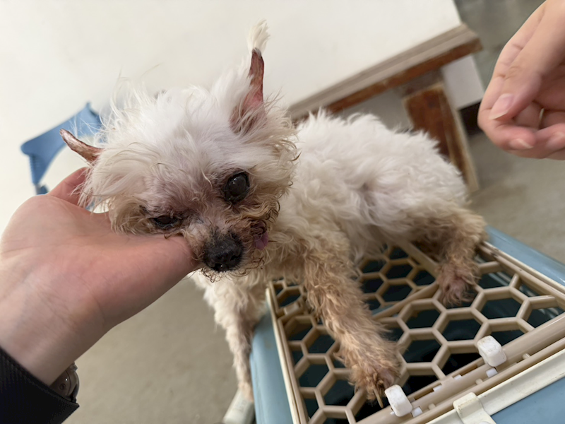 桃園市動物保護教育園區,編號:454047, 瑪爾濟斯犬           