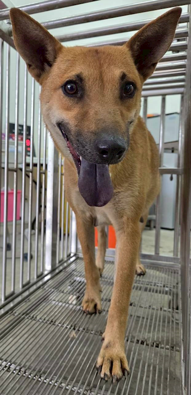 花蓮縣狗貓躍動園區,編號:455871, 混種犬          