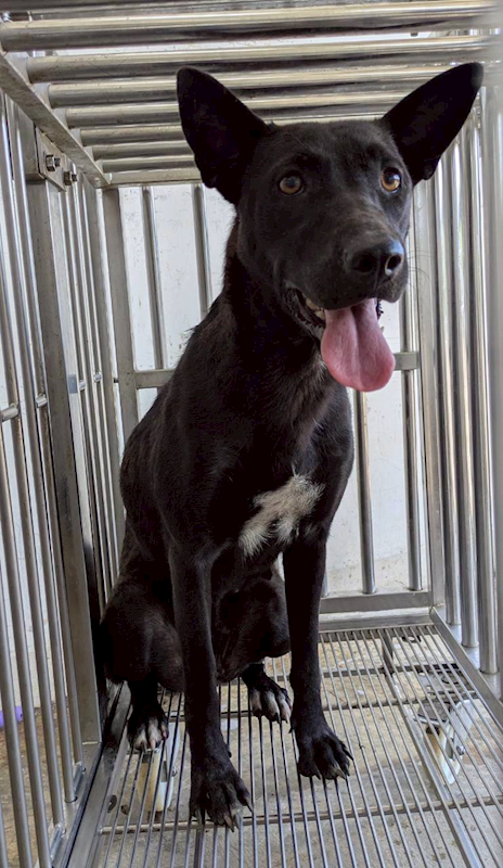 花蓮縣狗貓躍動園區,編號:455462, 混種犬          