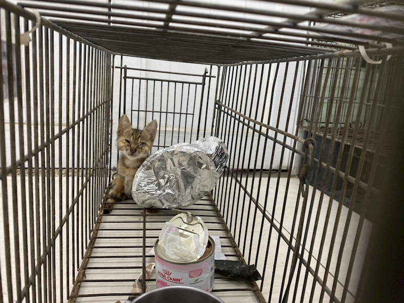 金門縣動物收容中心,編號:458262, 混種貓                 