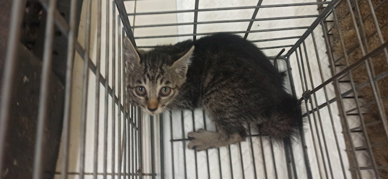 金門縣動物收容中心,編號:458192, 混種貓                 
