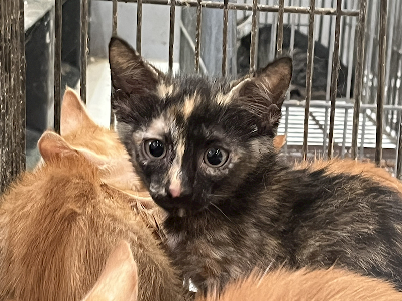 金門縣動物收容中心,編號:458191, 混種貓                 