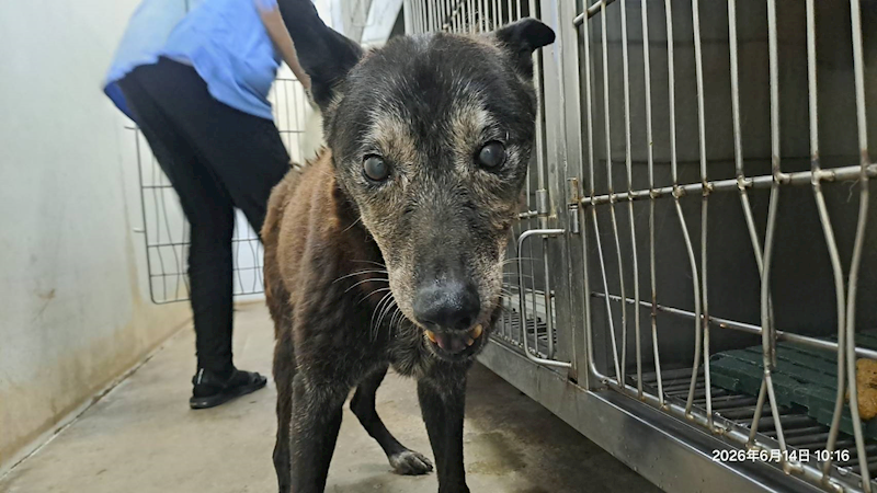 臺北市動物之家,編號:457372, 混種犬          
