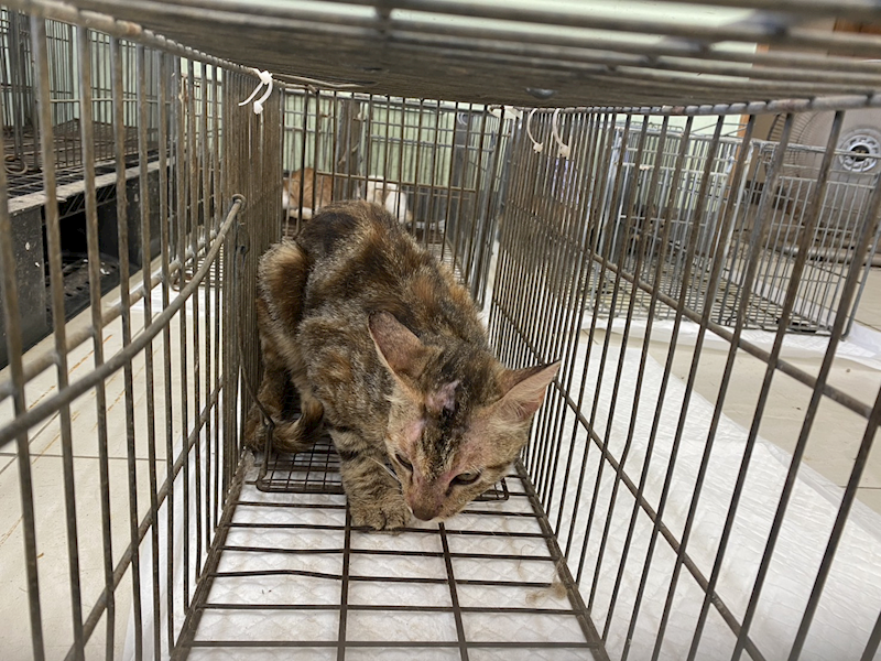金門縣動物收容中心,編號:458546, 混種貓                 