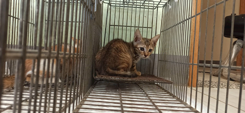 金門縣動物收容中心,編號:458520, 混種貓                 