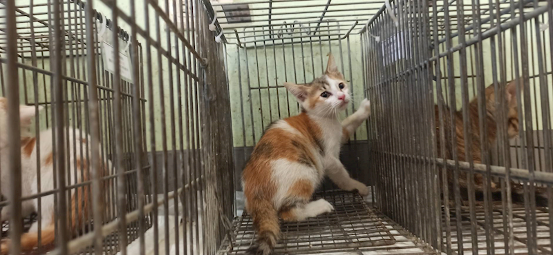 金門縣動物收容中心,編號:458519, 混種貓                 