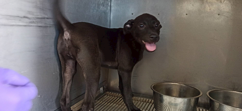 金門縣動物收容中心,編號:458504, 混種犬          
