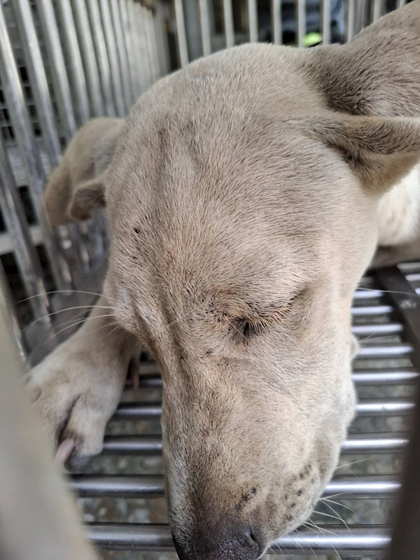 臺南市動物之家善化站,編號:458531, 混種犬          