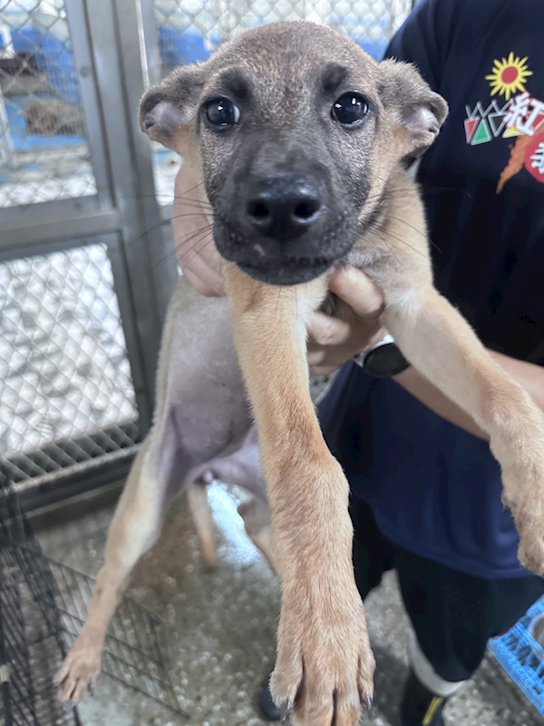 苗栗縣動物保護教育園區,編號:458507, 混種犬          