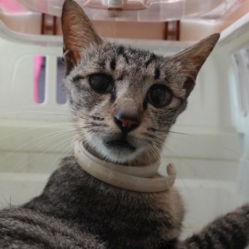 臺南市動物之家灣裡站,編號:457107, 混種貓                 