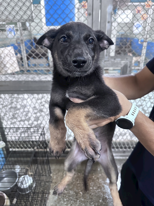 苗栗縣動物保護教育園區,編號:458506, 混種犬          