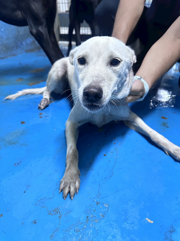 苗栗縣動物保護教育園區,編號:458495, 混種犬          