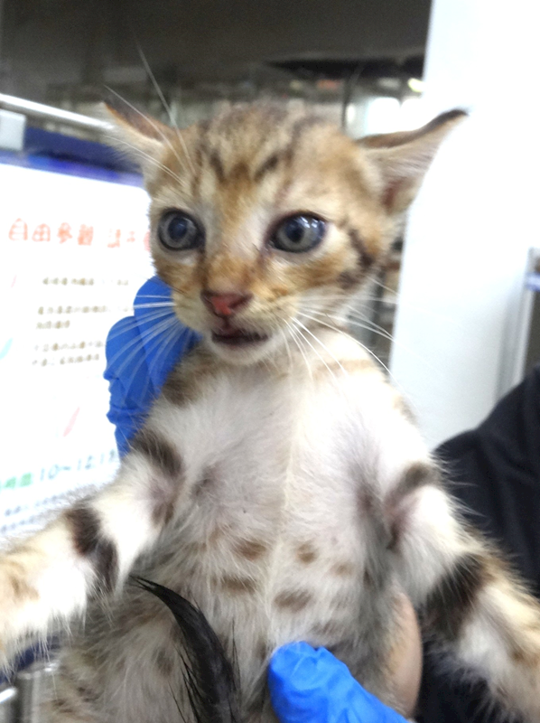 宜蘭縣流浪動物中途之家,編號:458594, 混種貓                 