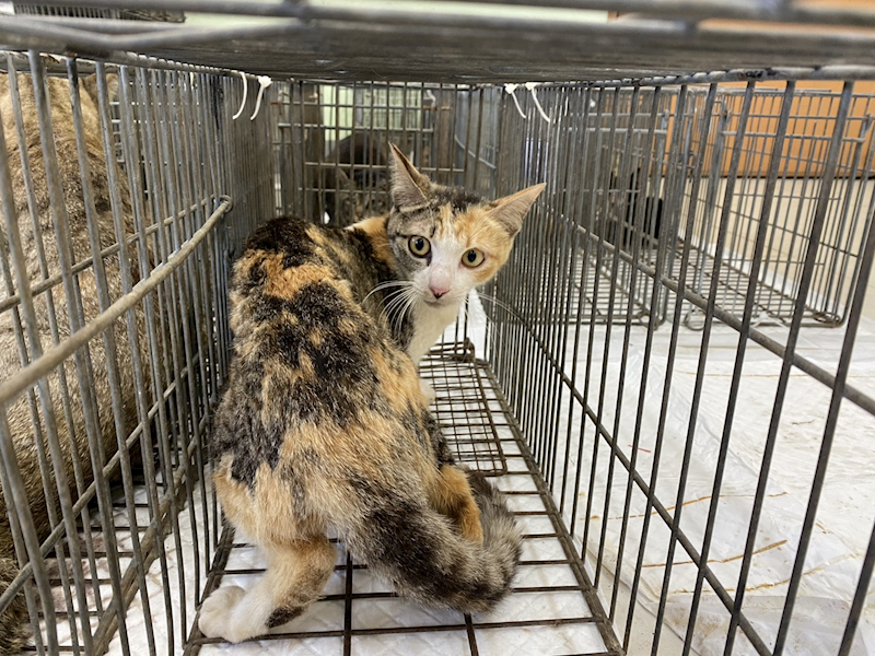 金門縣動物收容中心,編號:456833, 混種貓                 