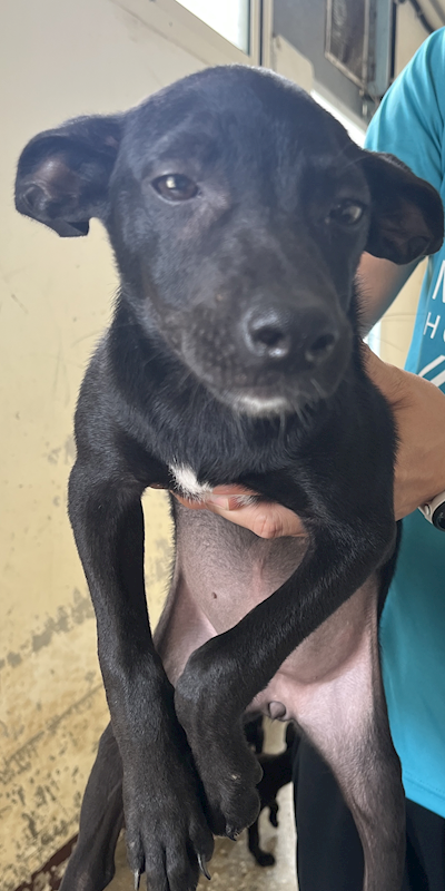 苗栗縣動物保護教育園區,編號:458633, 混種犬          