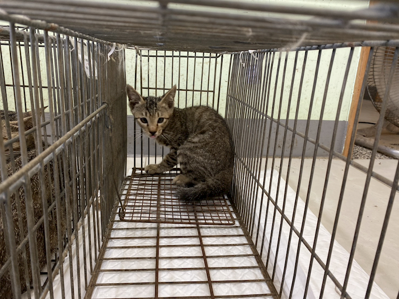 金門縣動物收容中心,編號:458718, 混種貓                 