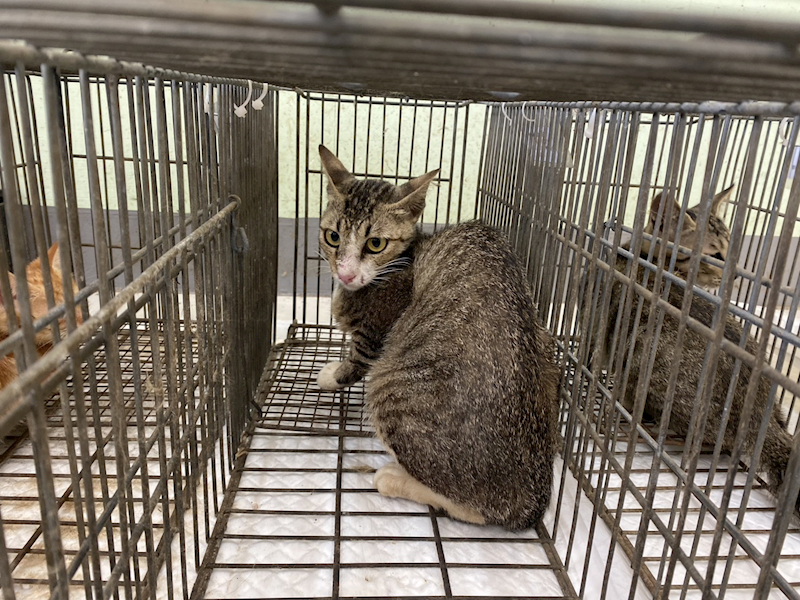 金門縣動物收容中心,編號:458717, 混種貓                 