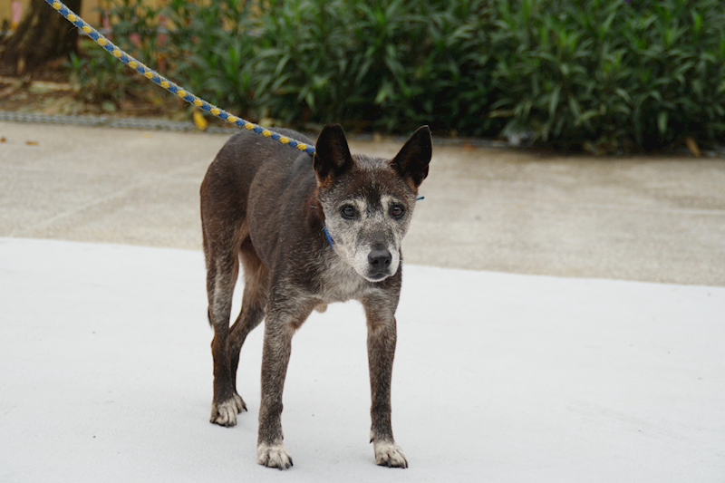新北市中和區公立動物之家,編號:458760, 混種犬          