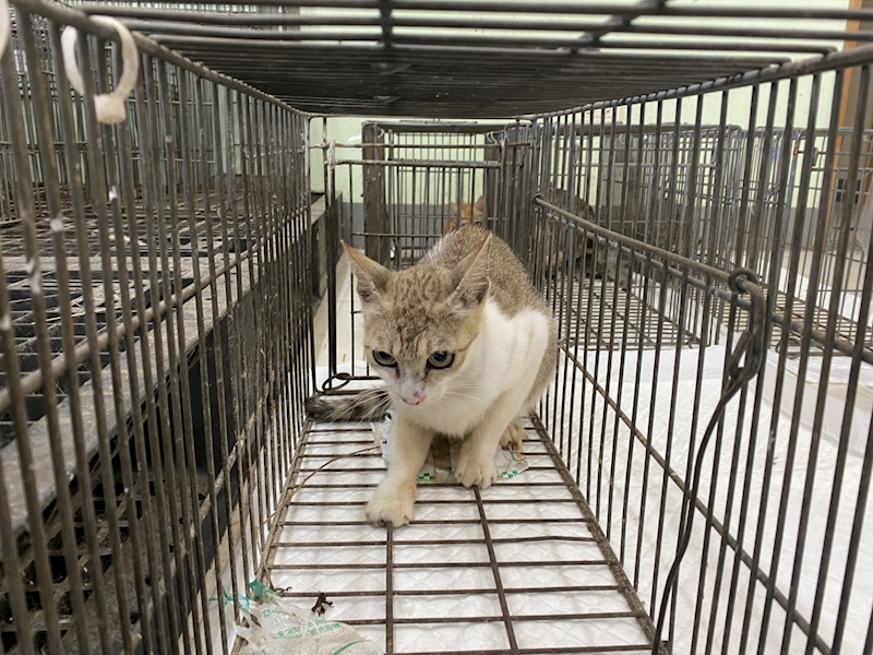 金門縣動物收容中心,編號:458790, 混種貓                 