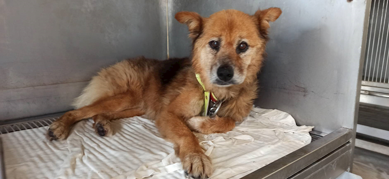 金門縣動物收容中心,編號:458789, 台灣犬