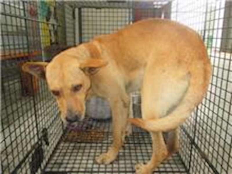 桃園市動物保護教育園區,編號:28940, 混種犬          