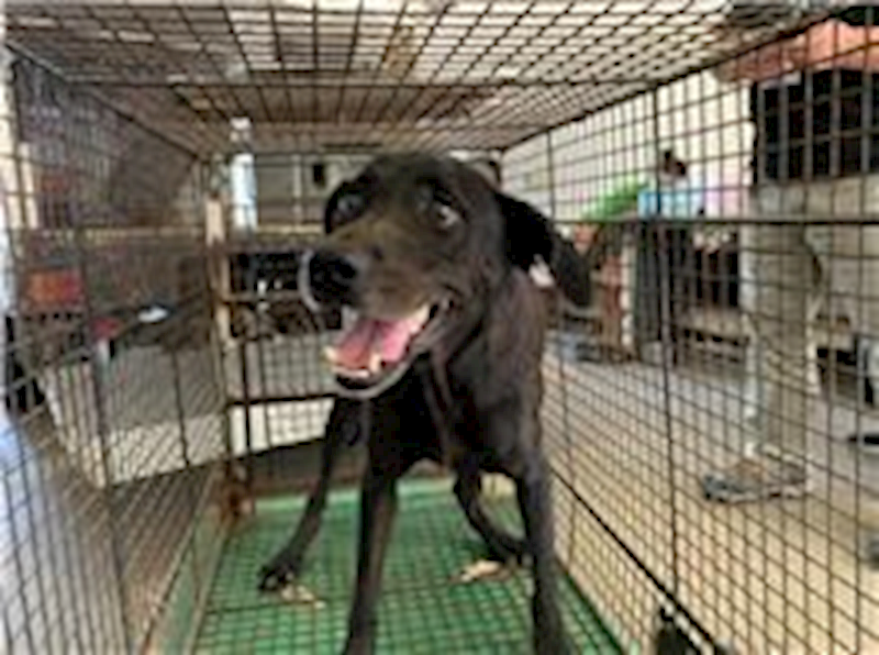 桃園市動物保護教育園區,編號:218701, 混種犬          
