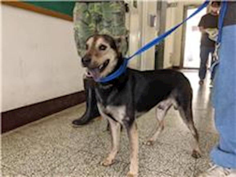 桃園市動物保護教育園區,編號:214658, 混種犬          