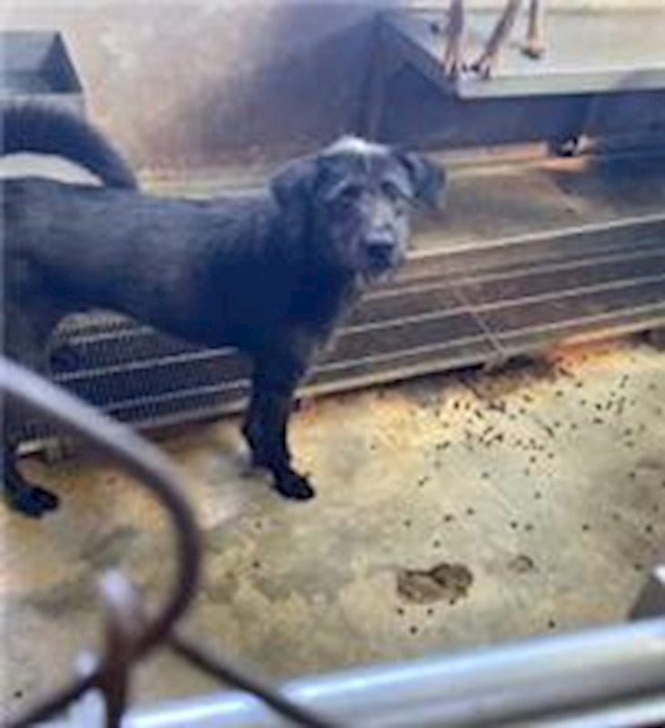 新北市五股區公立動物之家,編號:224694, 混種犬          