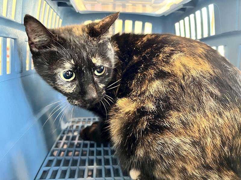 桃園市動物保護教育園區,編號:398294, 混種貓                 