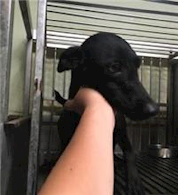 新北市五股區公立動物之家,編號:36093, 混種犬          