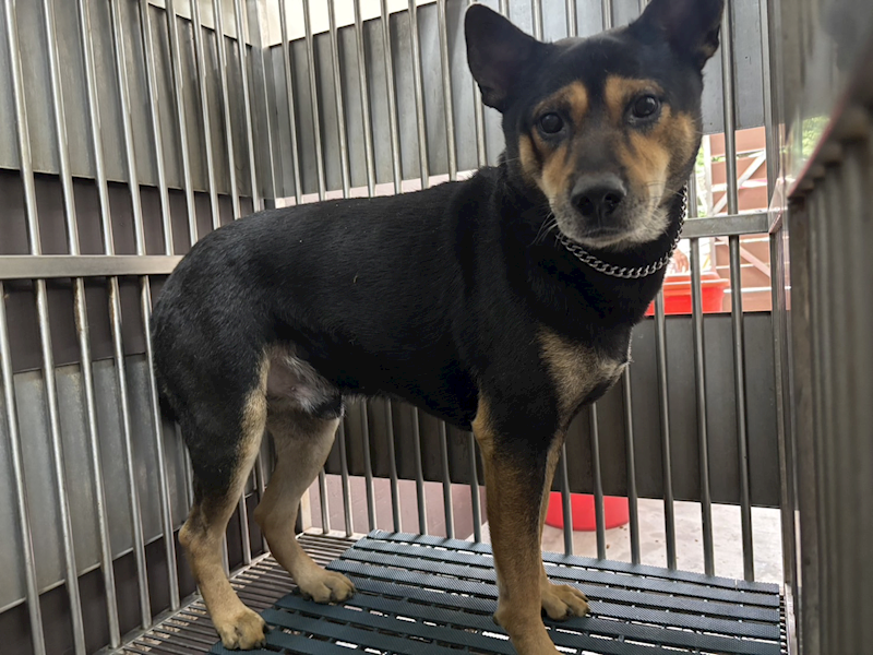 新北市五股區公立動物之家,編號:385664, 混種犬          