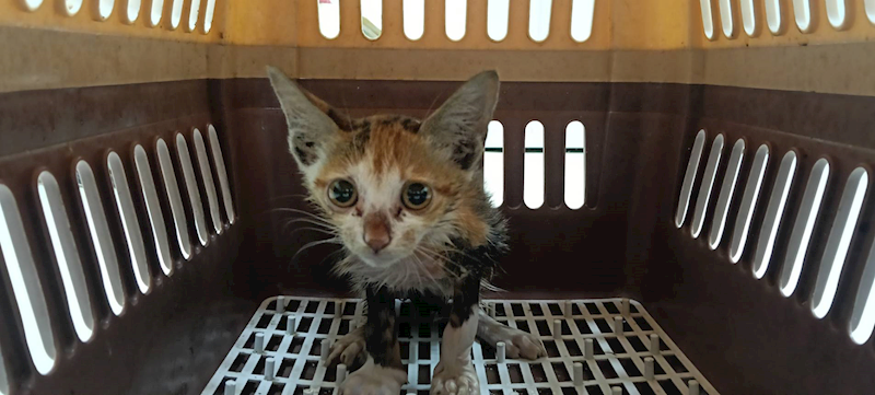 新竹市動物保護教育園區,編號:458866, 混種貓                 