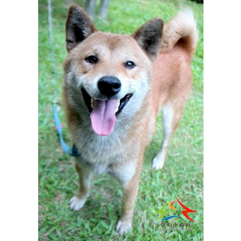 臺中市動物之家后里園區,編號:454201, 柴犬                  