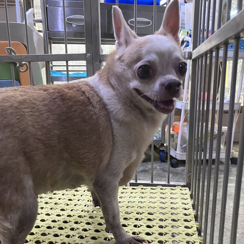 新北市新店區公立動物之家,編號:458199, 吉娃娃犬