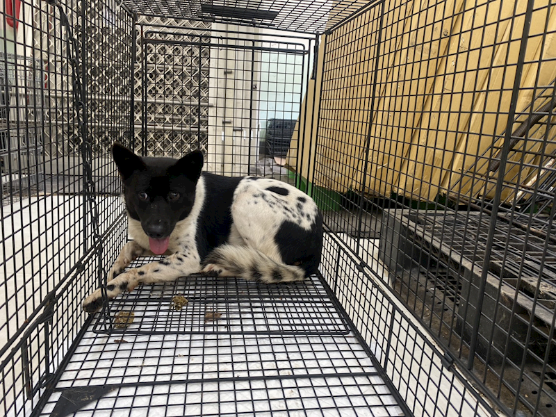 金門縣動物收容中心,編號:458556, 混種犬          