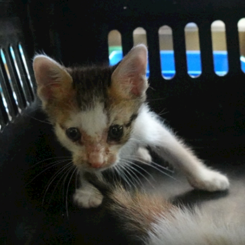 臺南市動物之家灣裡站,編號:455560, 混種貓                 