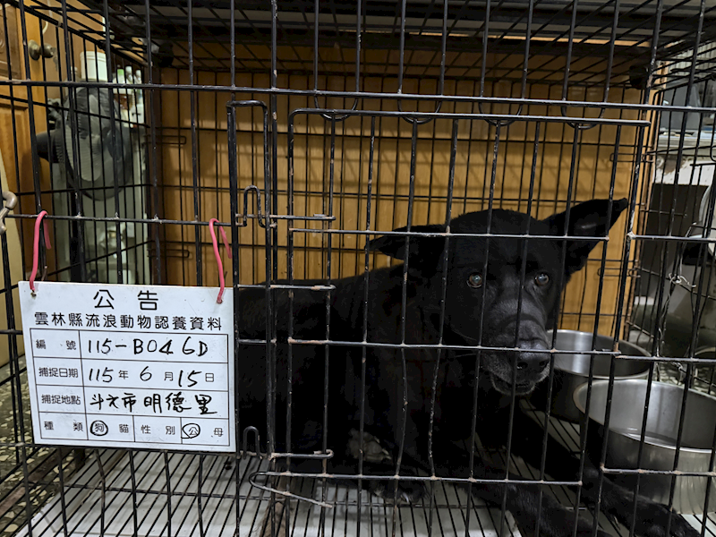 雲林縣流浪動物收容所,編號:458225, 混種犬          