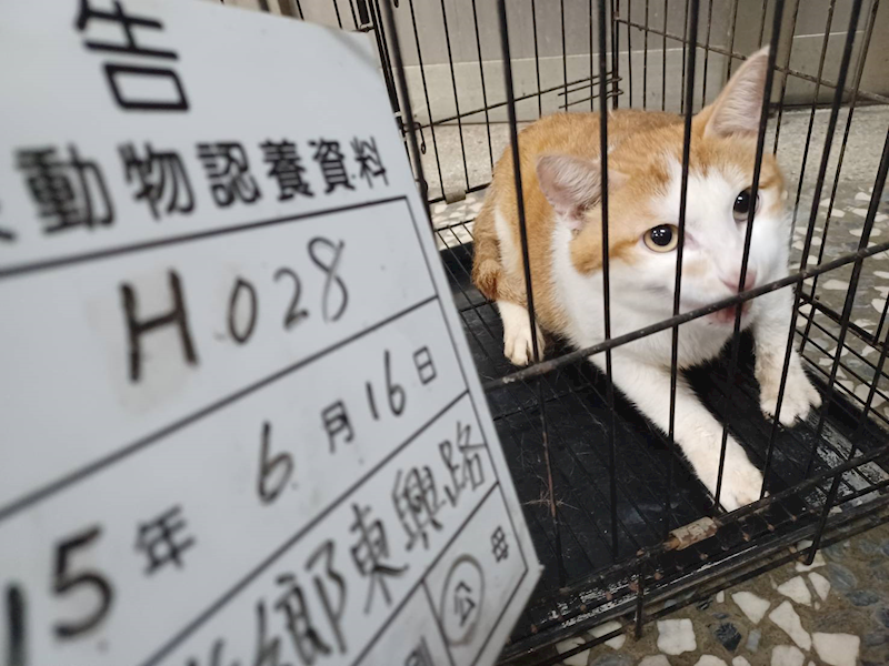 雲林縣流浪動物收容所,編號:458234, 混種貓                 
