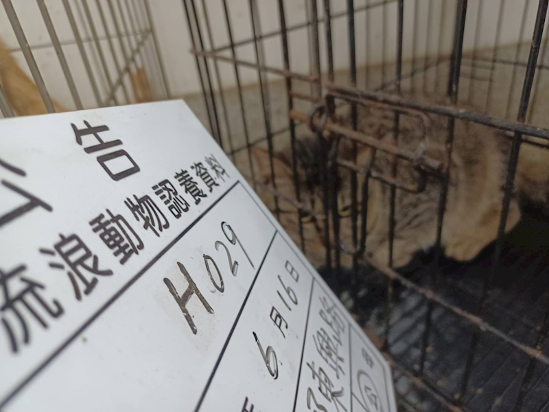 雲林縣流浪動物收容所,編號:458235, 混種貓                 