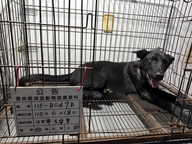 雲林縣流浪動物收容所,編號:458226, 混種犬          