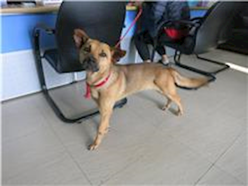 南投縣公立動物收容所,編號:193624, 混種犬          