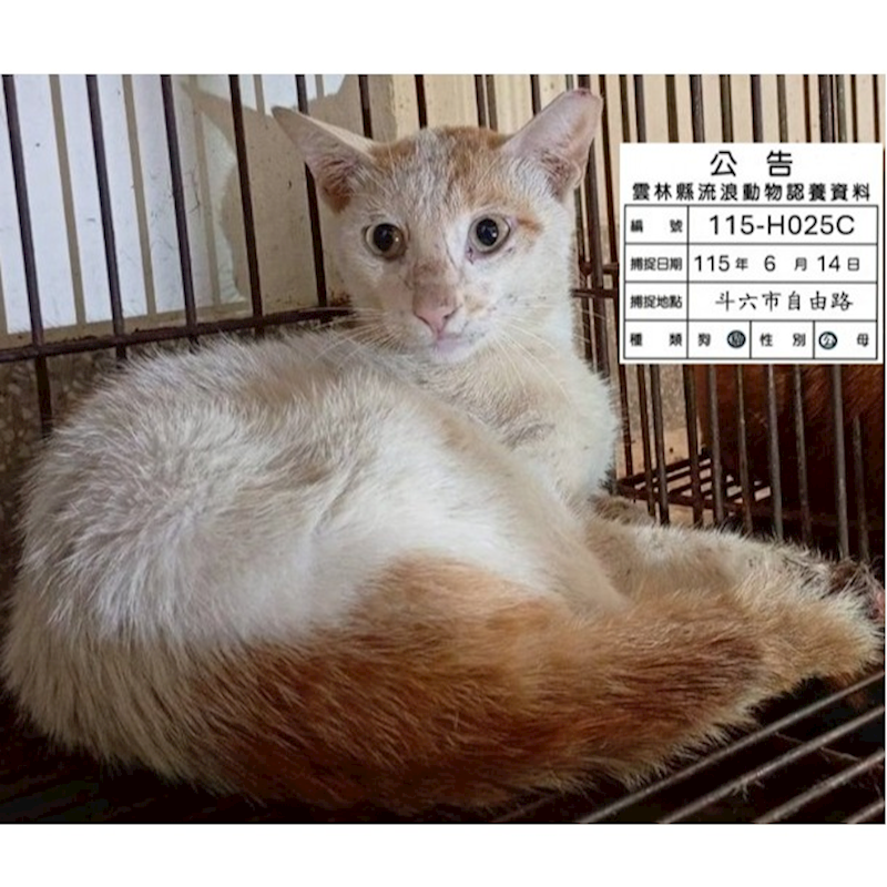 雲林縣流浪動物收容所,編號:458228, 混種貓                 