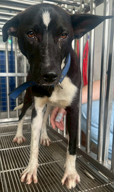 花蓮縣狗貓躍動園區,編號:457177, 混種犬          
