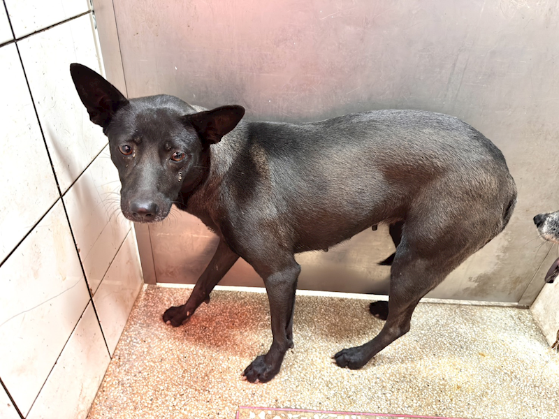 高雄市壽山動物保護教育園區,編號:459152, 混種犬          