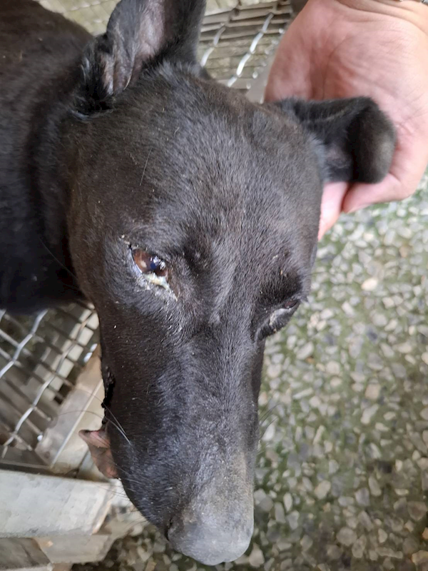 臺南市動物之家善化站,編號:459134, 混種犬          
