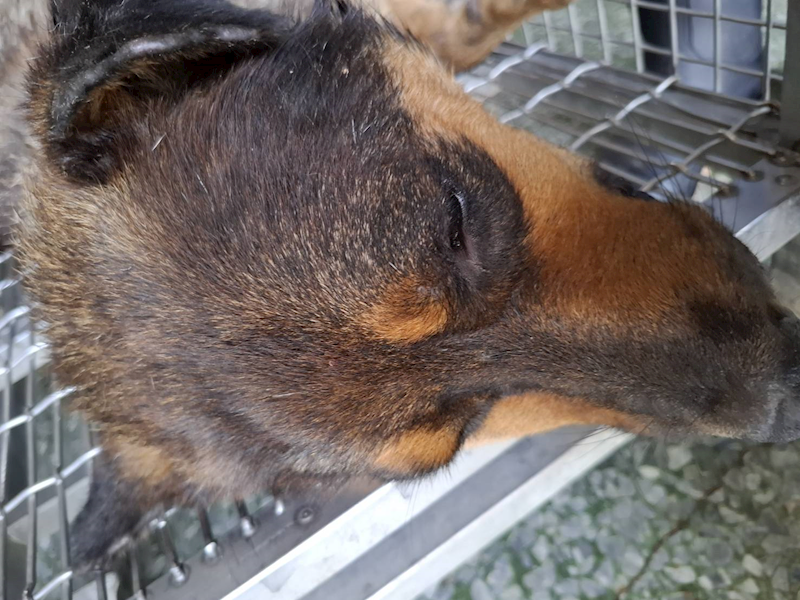 臺南市動物之家善化站,編號:459133, 混種犬          