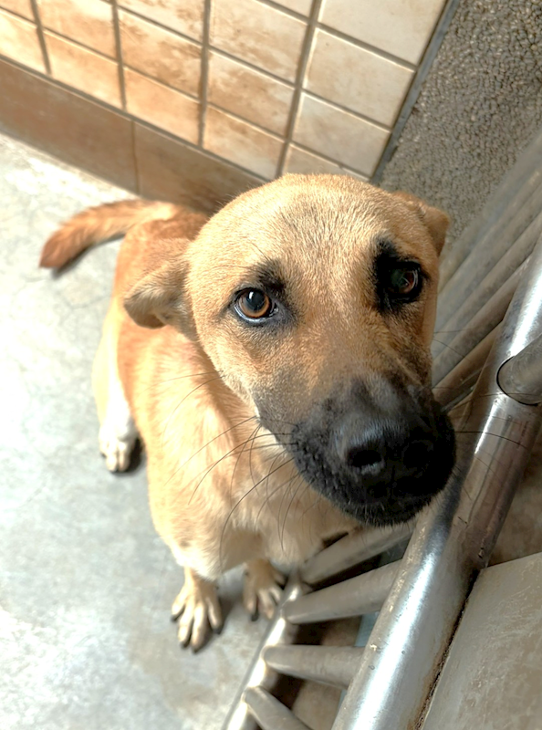 宜蘭縣流浪動物中途之家,編號:459108, 混種犬          