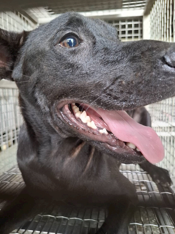 臺南市動物之家善化站,編號:459128, 混種犬          